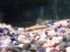 画像3: 【淡水魚】【通販】スレンダーアフリカンダーターテトラ ギニア産 ワイルド【1匹 サンプル画像】(珍カラ)(生体)(熱帯魚)NKＣＫ (3)