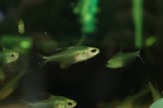 画像1: 【淡水魚】【通販】グラステトラ sp ピクロ タイプ1 ペルー産 ワイルド【1匹 サンプル画像】(珍カラ)(生体)(熱帯魚)NKＣＫ (1)
