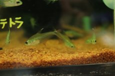 画像2: 【淡水魚】【通販】グラステトラ sp ピクロ タイプ1 ペルー産 ワイルド【1匹 サンプル画像】(珍カラ)(生体)(熱帯魚)NKＣＫ (2)