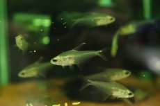 画像3: 【淡水魚】【通販】グラステトラ sp ピクロ タイプ1 ペルー産 ワイルド【1匹 サンプル画像】(珍カラ)(生体)(熱帯魚)NKＣＫ (3)