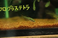 画像1: 【淡水魚】【通販】グラステトラ sp ピクロ タイプ2 ペルー産 ワイルド【1匹 サンプル画像】(珍カラ)(生体)(熱帯魚)NKＣＫ (1)