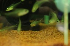 画像2: 【淡水魚】【通販】グラステトラ sp ピクロ タイプ2 ペルー産 ワイルド【1匹 サンプル画像】(珍カラ)(生体)(熱帯魚)NKＣＫ (2)