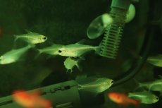 画像1: 【淡水魚】【通販】グラステトラ sp イタヤ ペルー産 ワイルド【1匹 サンプル画像】(珍カラ)(生体)(熱帯魚)NKＣＫ (1)