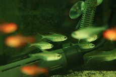 画像2: 【淡水魚】【通販】グラステトラ sp イタヤ ペルー産 ワイルド【1匹 サンプル画像】(珍カラ)(生体)(熱帯魚)NKＣＫ (2)