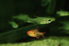 画像3: 【淡水魚】【通販】グラステトラ sp イタヤ ペルー産 ワイルド【1匹 サンプル画像】(珍カラ)(生体)(熱帯魚)NKＣＫ (3)