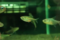 画像1: 【淡水魚】【通販】謎テトラ sp PINTUYACU ペルー産 ワイルド【1匹 サンプル画像】(珍カラ)(生体)(熱帯魚)NKCK (1)