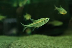 画像2: 【淡水魚】【通販】謎テトラ sp PINTUYACU ペルー産 ワイルド【1匹 サンプル画像】(珍カラ)(生体)(熱帯魚)NKCK (2)