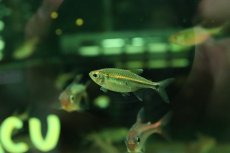 画像3: 【淡水魚】【通販】謎テトラ sp PINTUYACU ペルー産 ワイルド【1匹 サンプル画像】(珍カラ)(生体)(熱帯魚)NKCK (3)
