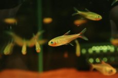 画像1: 【淡水魚】【通販】謎テトラ sp NIEVA ペルー北部ペルー 産 ワイルド【1匹 サンプル画像】(珍カラ)(生体)(熱帯魚)NKCK (1)