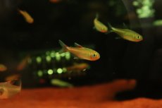 画像2: 【淡水魚】【通販】謎テトラ sp NIEVA ペルー北部ペルー 産 ワイルド【1匹 サンプル画像】(珍カラ)(生体)(熱帯魚)NKCK (2)