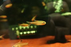 画像3: 【淡水魚】【通販】謎テトラ sp NIEVA ペルー北部ペルー 産 ワイルド【1匹 サンプル画像】(珍カラ)(生体)(熱帯魚)NKCK (3)