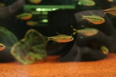 画像1: 【淡水魚】【通販】激レア フィコカラックス ラスボラ ブラソノルテ産 ワイルド【１匹 サンプル画像】(珍カラ)(生体)(熱帯魚)NKCK (1)