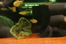 画像2: 【淡水魚】【通販】激レア フィコカラックス ラスボラ ブラソノルテ産 ワイルド【１匹 サンプル画像】(珍カラ)(生体)(熱帯魚)NKCK (2)