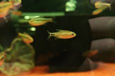 画像3: 【淡水魚】【通販】激レア フィコカラックス ラスボラ ブラソノルテ産 ワイルド【１匹 サンプル画像】(珍カラ)(生体)(熱帯魚)NKCK (3)