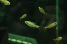 画像1: 【淡水魚】【通販】ハイフェソブリコン sp ジュルエナイエロー ワイルド【１匹 サンプル画像】(珍カラ)(生体)(熱帯魚)NKCK (1)
