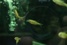 画像2: 【淡水魚】【通販】ハイフェソブリコン sp ジュルエナイエロー ワイルド【１匹 サンプル画像】(珍カラ)(生体)(熱帯魚)NKCK (2)
