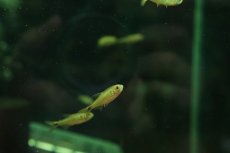 画像3: 【淡水魚】【通販】ハイフェソブリコン sp ジュルエナイエロー ワイルド【１匹 サンプル画像】(珍カラ)(生体)(熱帯魚)NKCK (3)