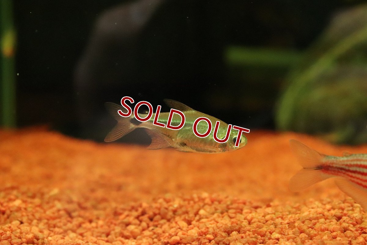 画像1: 【30％OFF対象】【淡水魚】【通販】激レア ハステータスカラシン マットグロッソ産 ワイルド【１匹 サンプル画像】(珍カラ)(生体)(熱帯魚)NKCK (1)
