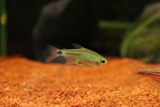 画像1: 【淡水魚】【通販】激レア ハステータスカラシン マットグロッソ産 ワイルド【１匹 サンプル画像】(珍カラ)(生体)(熱帯魚)NKCK (1)