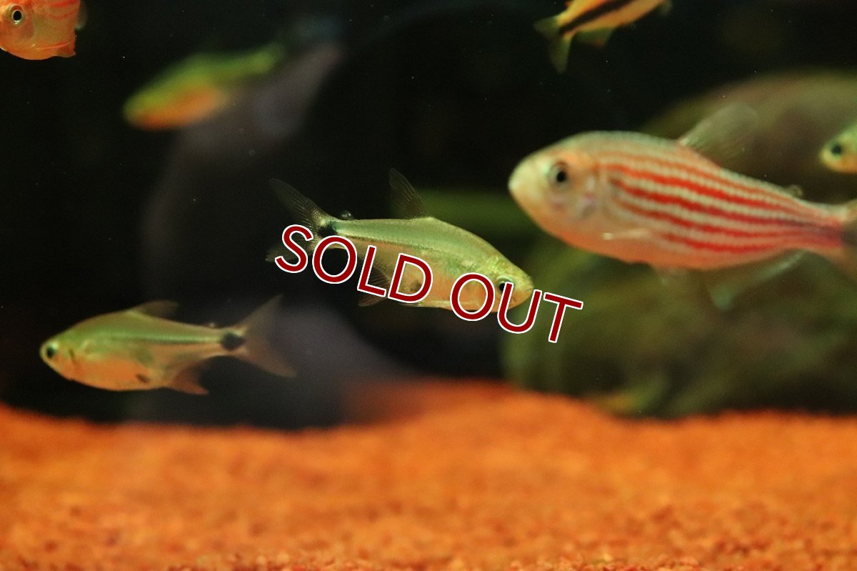画像2: 【30％OFF対象】【淡水魚】【通販】激レア ハステータスカラシン マットグロッソ産 ワイルド【１匹 サンプル画像】(珍カラ)(生体)(熱帯魚)NKCK (2)