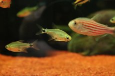 画像2: 【淡水魚】【通販】激レア ハステータスカラシン マットグロッソ産 ワイルド【１匹 サンプル画像】(珍カラ)(生体)(熱帯魚)NKCK (2)