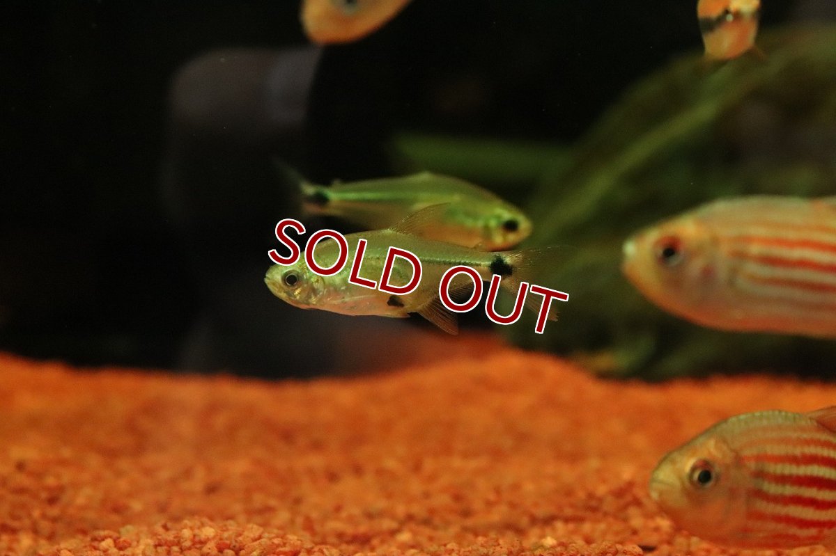 画像3: 【30％OFF対象】【淡水魚】【通販】激レア ハステータスカラシン マットグロッソ産 ワイルド【１匹 サンプル画像】(珍カラ)(生体)(熱帯魚)NKCK (3)