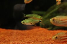 画像3: 【淡水魚】【通販】激レア ハステータスカラシン マットグロッソ産 ワイルド【１匹 サンプル画像】(珍カラ)(生体)(熱帯魚)NKCK (3)