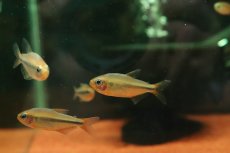 画像1: 【淡水魚】【通販】新種 イエローアプリコットテトラ マットグロッソ産 ワイルド【1匹 サンプル画像】(珍カラ)(生体)(熱帯魚)NKCK (1)
