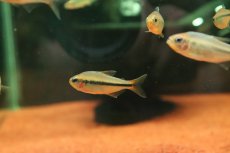 画像2: 【淡水魚】【通販】新種 イエローアプリコットテトラ マットグロッソ産 ワイルド【1匹 サンプル画像】(珍カラ)(生体)(熱帯魚)NKCK (2)