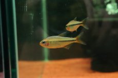 画像3: 【淡水魚】【通販】新種 イエローアプリコットテトラ マットグロッソ産 ワイルド【1匹 サンプル画像】(珍カラ)(生体)(熱帯魚)NKCK (3)
