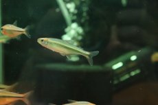 画像1: 【淡水魚】【通販】10年以上ぶり入荷 メタリックグリーンパーキーンソンテトラ マットグロッソ産 ワイルド1匹 サンプル画像(生体)(熱帯魚)NKCK (1)