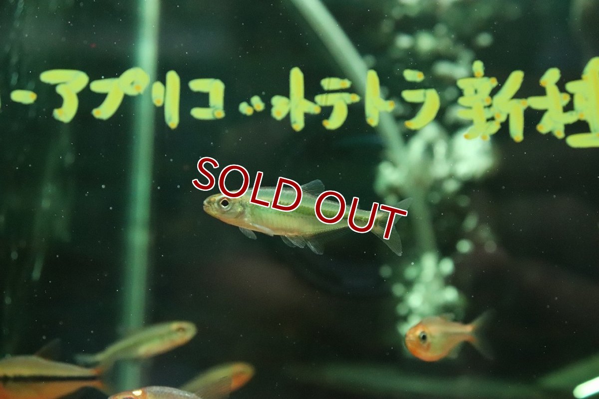 画像2: 【淡水魚】【通販】10年以上ぶり入荷 メタリックグリーンパーキーンソンテトラ マットグロッソ産 ワイルド1匹 サンプル画像(生体)(熱帯魚)NKCK (2)
