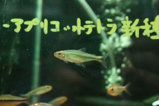 画像2: 【淡水魚】【通販】10年以上ぶり入荷 メタリックグリーンパーキーンソンテトラ マットグロッソ産 ワイルド1匹 サンプル画像(生体)(熱帯魚)NKCK (2)