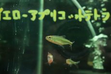 画像3: 【淡水魚】【通販】10年以上ぶり入荷 メタリックグリーンパーキーンソンテトラ マットグロッソ産 ワイルド1匹 サンプル画像(生体)(熱帯魚)NKCK (3)