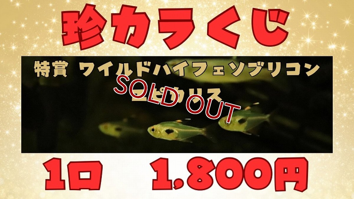 画像1: 【延長】【淡水魚】【通販】（8月10日（月）11日（火）開催）珍カラくじ　1800円券【1回】(珍カラ)(生体)(熱帯魚)NKCK (1)