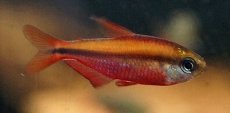 画像1: 【特売】【淡水魚】【通販】10セット限定 爆安スーパーレッドデビルテトラ＆イエローデビルテトラ マットグロッソ産 ワイルド【2匹セット サンプル画像】(珍カラ)(生体)(熱帯魚)NKCK (1)