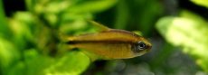 画像2: 【特売】【淡水魚】【通販】10セット限定 爆安スーパーレッドデビルテトラ＆イエローデビルテトラ マットグロッソ産 ワイルド【2匹セット サンプル画像】(珍カラ)(生体)(熱帯魚)NKCK (2)