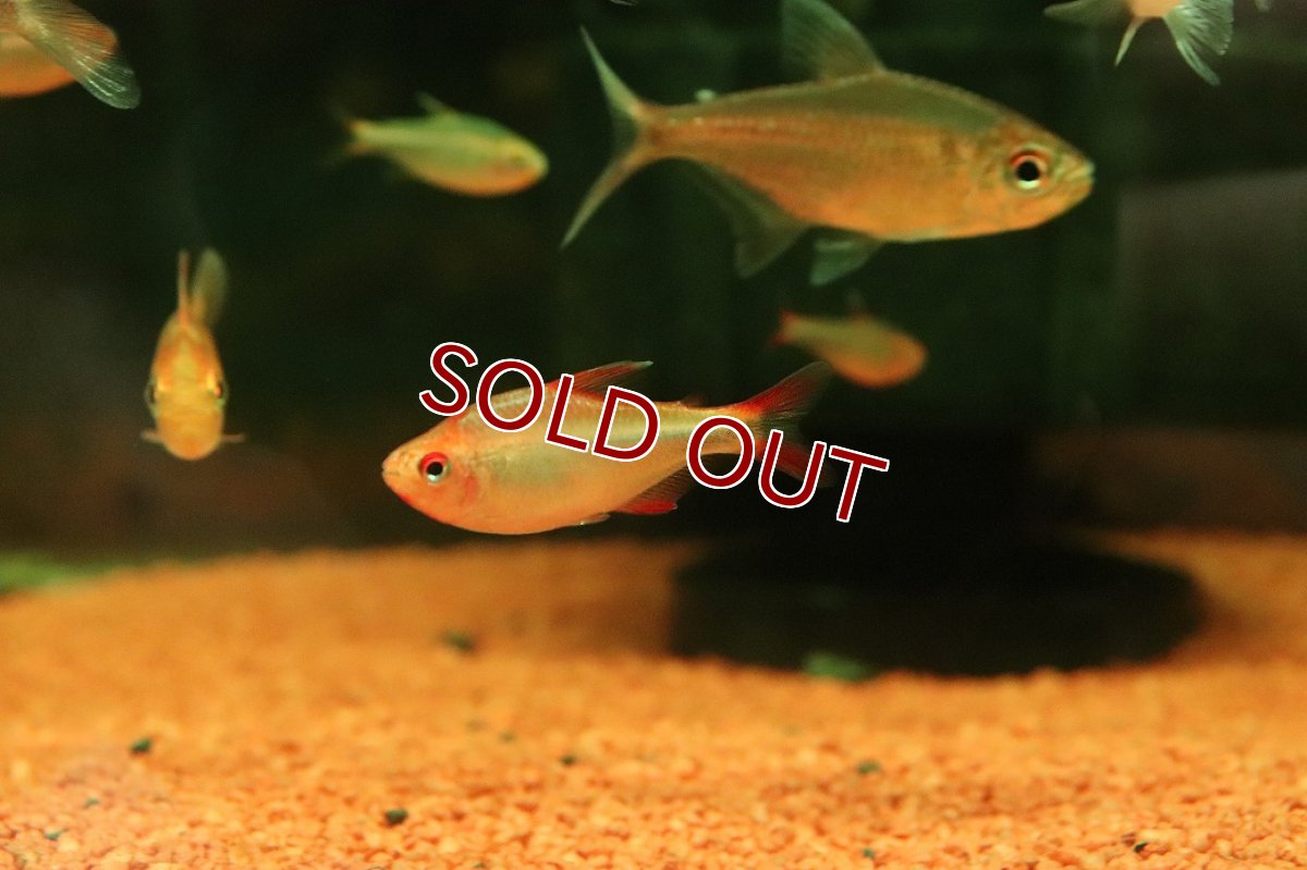 画像1: 【10％OFFクーポン対象個体】【淡水魚】【通販】特価 ブルーベリーインパイクティステトラ【1匹 サンプル画像】(珍カラ)(生体)(熱帯魚)NKCK (1)