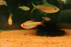 画像1: 【淡水魚】【通販】特価 ブルーベリーインパイクティステトラ【1匹 サンプル画像】(珍カラ)(生体)(熱帯魚)NKCK (1)