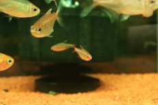 画像2: 【淡水魚】【通販】特価 ブルーベリーインパイクティステトラ【1匹 サンプル画像】(珍カラ)(生体)(熱帯魚)NKCK (2)
