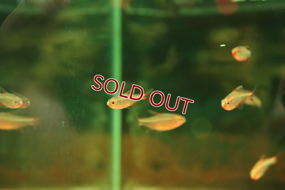 画像3: 【10％OFFクーポン対象個体】【淡水魚】【通販】特価 ブルーベリーインパイクティステトラ【1匹 サンプル画像】(珍カラ)(生体)(熱帯魚)NKCK (3)