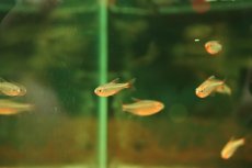 画像3: 【淡水魚】【通販】特価 ブルーベリーインパイクティステトラ【1匹 サンプル画像】(珍カラ)(生体)(熱帯魚)NKCK (3)