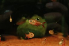 画像1: 【淡水魚】【通販】ハイフェソブリコン sp カクエタ コロンビア産 ワイルド【1匹 サンプル画像】(珍カラ)(生体)(熱帯魚)NKＣＫ (1)