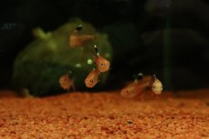 画像2: 【淡水魚】【通販】ハイフェソブリコン sp カクエタ コロンビア産 ワイルド【1匹 サンプル画像】(珍カラ)(生体)(熱帯魚)NKＣＫ (2)