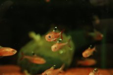 画像3: 【淡水魚】【通販】ハイフェソブリコン sp カクエタ コロンビア産 ワイルド【1匹 サンプル画像】(珍カラ)(生体)(熱帯魚)NKＣＫ (3)