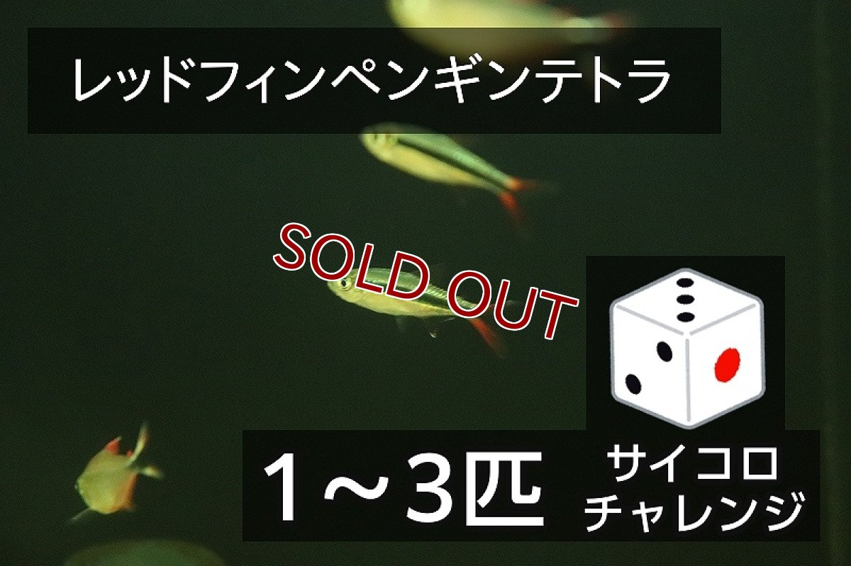 画像1: 【サイコロチャレンジ】【淡水魚】【通販】最大3匹 レッドフィンペンギンテトラ【1-3匹 サンプル画像】(珍カラ)(生体)(熱帯魚)NKCK (1)
