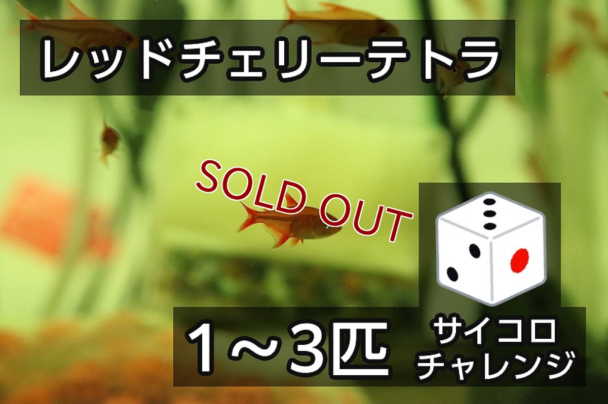 画像1: 【サイコロチャレンジ】【淡水魚】【通販】最大3匹 レッドチェリーテトラ【1-3匹 サンプル画像】(珍カラ)(生体)(熱帯魚)NKCK (1)