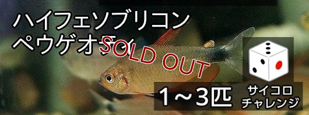 画像1: 【サイコロチャレンジ】【淡水魚】【通販】最大3匹 ハイフェソブリコン ペウゲオティ【1-3匹 サンプル画像】(珍カラ)(生体)(熱帯魚)NKCK (1)