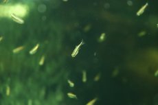 画像2: 【淡水魚】【通販】爆安 ブルーデビルテトラ【1匹 サンプル画像】(珍カラ)(生体)(熱帯魚)NKCK (2)