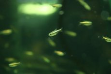 画像1: 【淡水魚】【通販】更に爆安 ブルーデビルテトラ【3匹 サンプル画像】(珍カラ)(生体)(熱帯魚)NKCK (1)